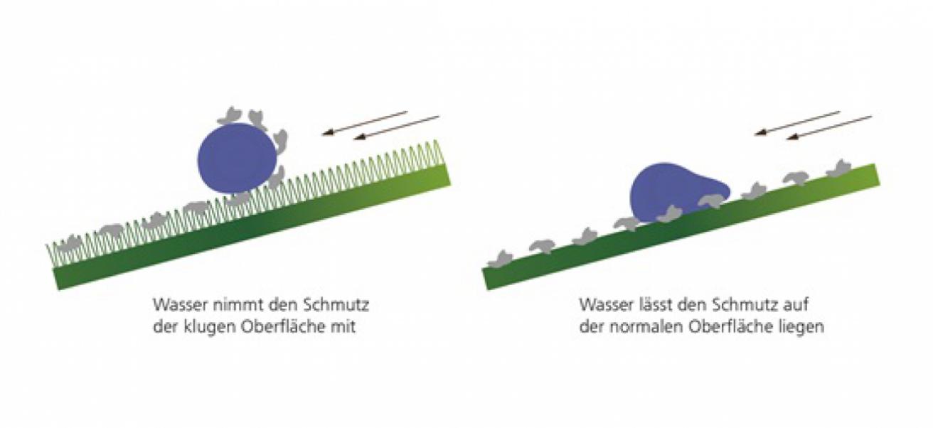 Nachgebaut – Der Lotuseffekt | WIS Wissenschaftsetage im Bildungsforum Potsdam