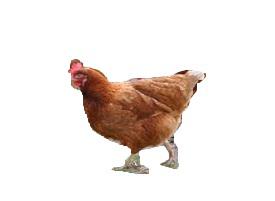 ein Huhn