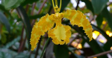 Zwergpalmen Orchideen Und Dinosaurier Der Botanische Garten Im
