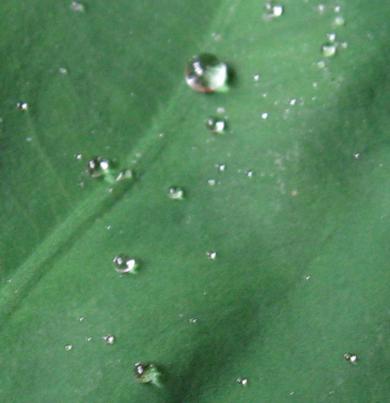 Lotuseffekt Glas selber machen: Eine umfassende Anleitung () Lotuseffekt Glas selber machen: Eine umfassende Anleitung